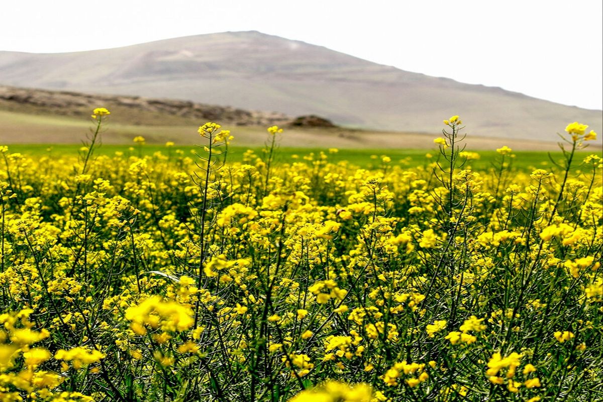  دانه های روغنی کلزا