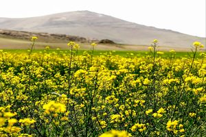 کلزا گران شد