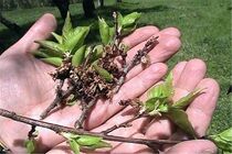۶۵۰ میلیارد تومان خسارت بر اثر طوفان و سرمازدگی در ابرکوه