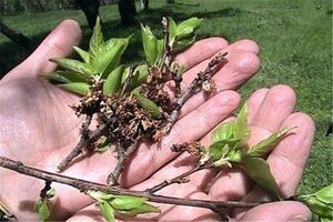 خسارت ۴۸۵ میلیارد ریالی سرمازدگی به محصولات کشاورزی در استان اصفهان