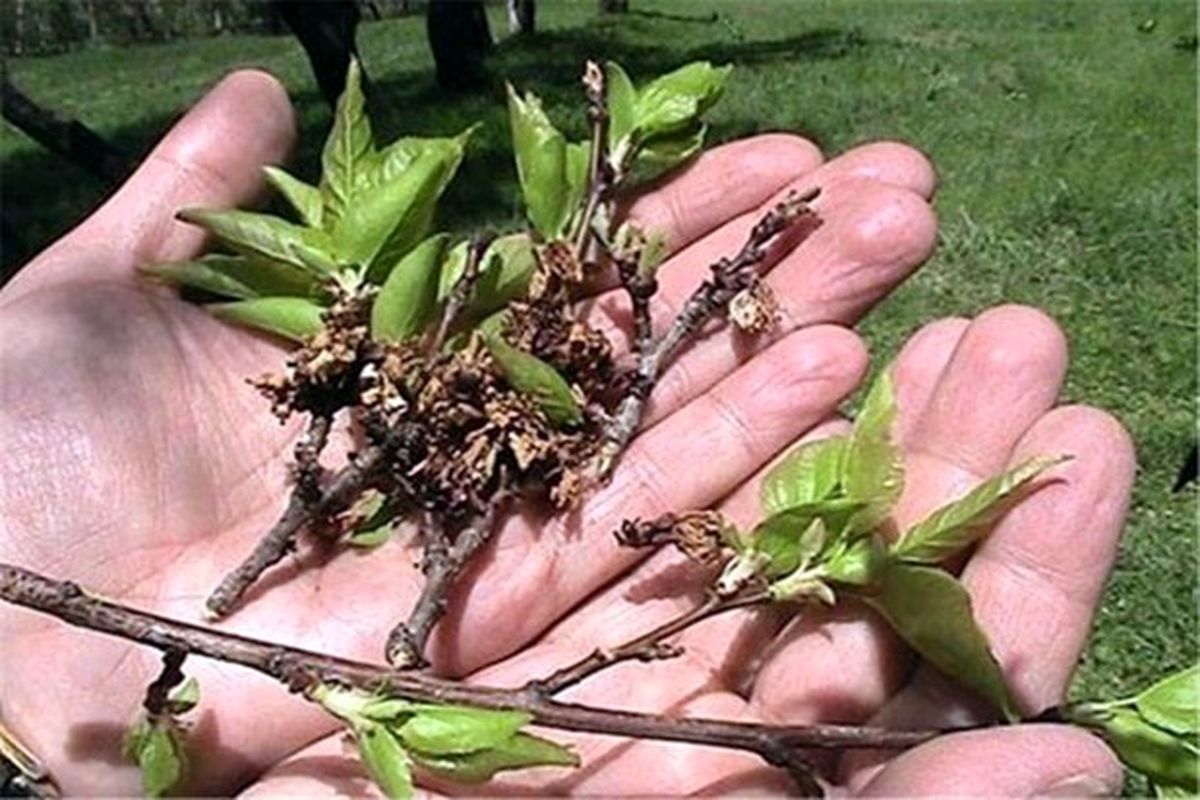 سرمازدگی در اصفهان