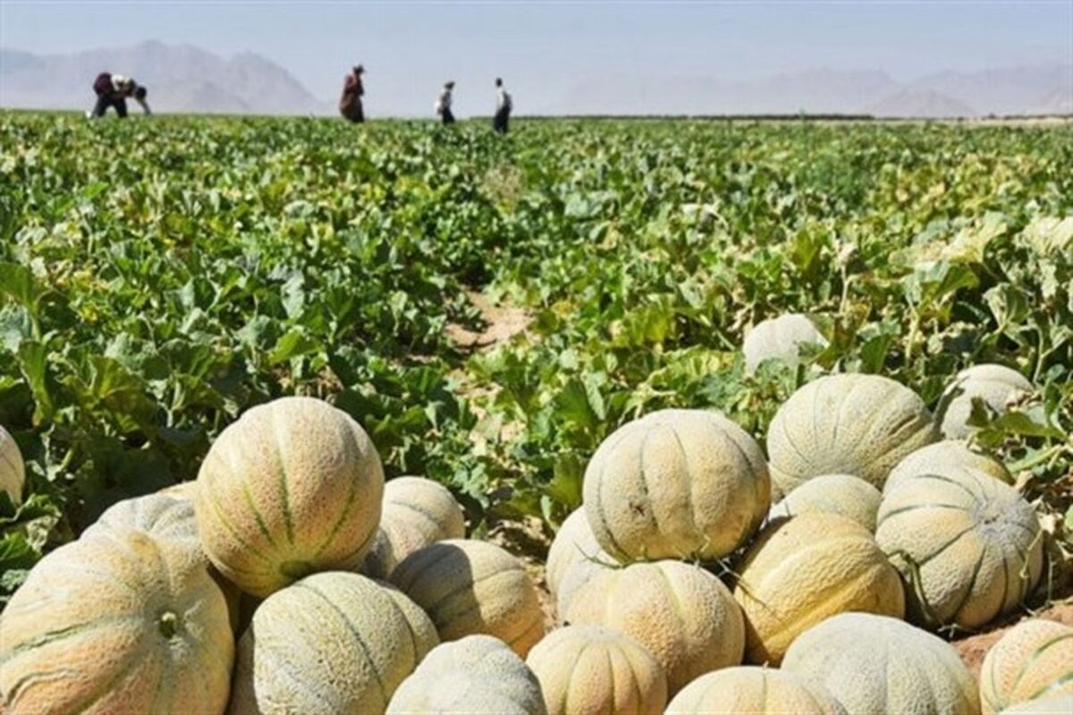 اصفهان- برداشت طالبی 2