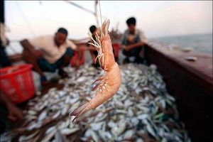 پایان فصل صید میگو در آب‌های هرمزگان