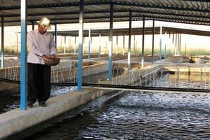 برداشت موفقیت‌آمیز یک و نیم تن ماهی خاویاری در هرمزگان