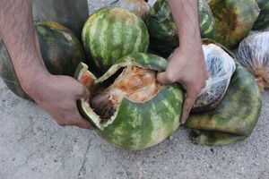 کشف 100 کیلوتریاک در بارهندوانه در اصفهان / دستگیری یک نفرتوسط نیروی انتظامی