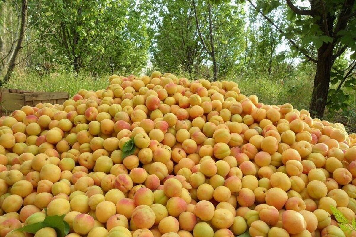 زردآلو