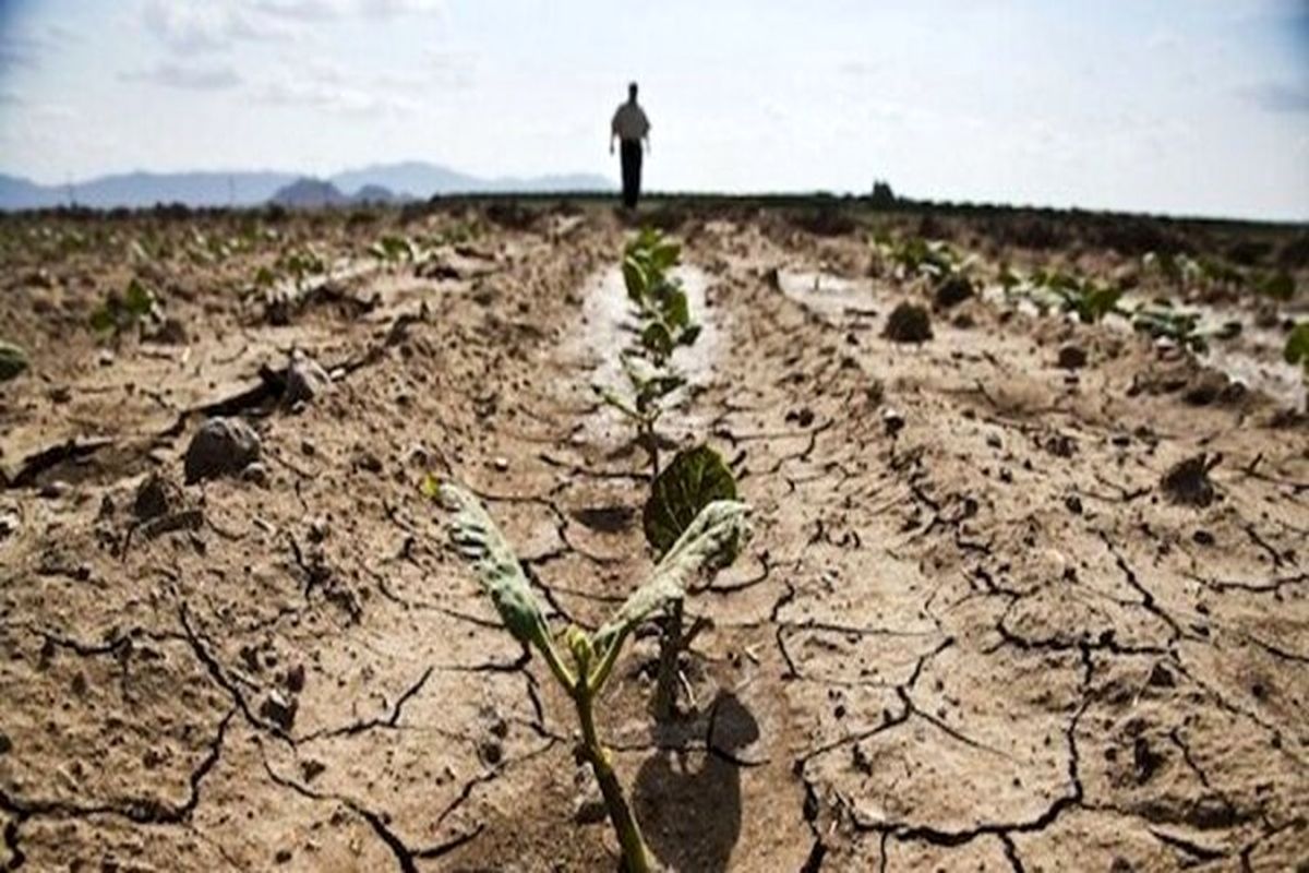 بانک کشاورزی