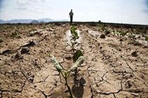 مساعدت بانک کشاورزی با کشاورزان خسارت دیده در قالب 319 هزار میلیارد امهال بدهی و 10 هزار میلیارد بخشودگی
