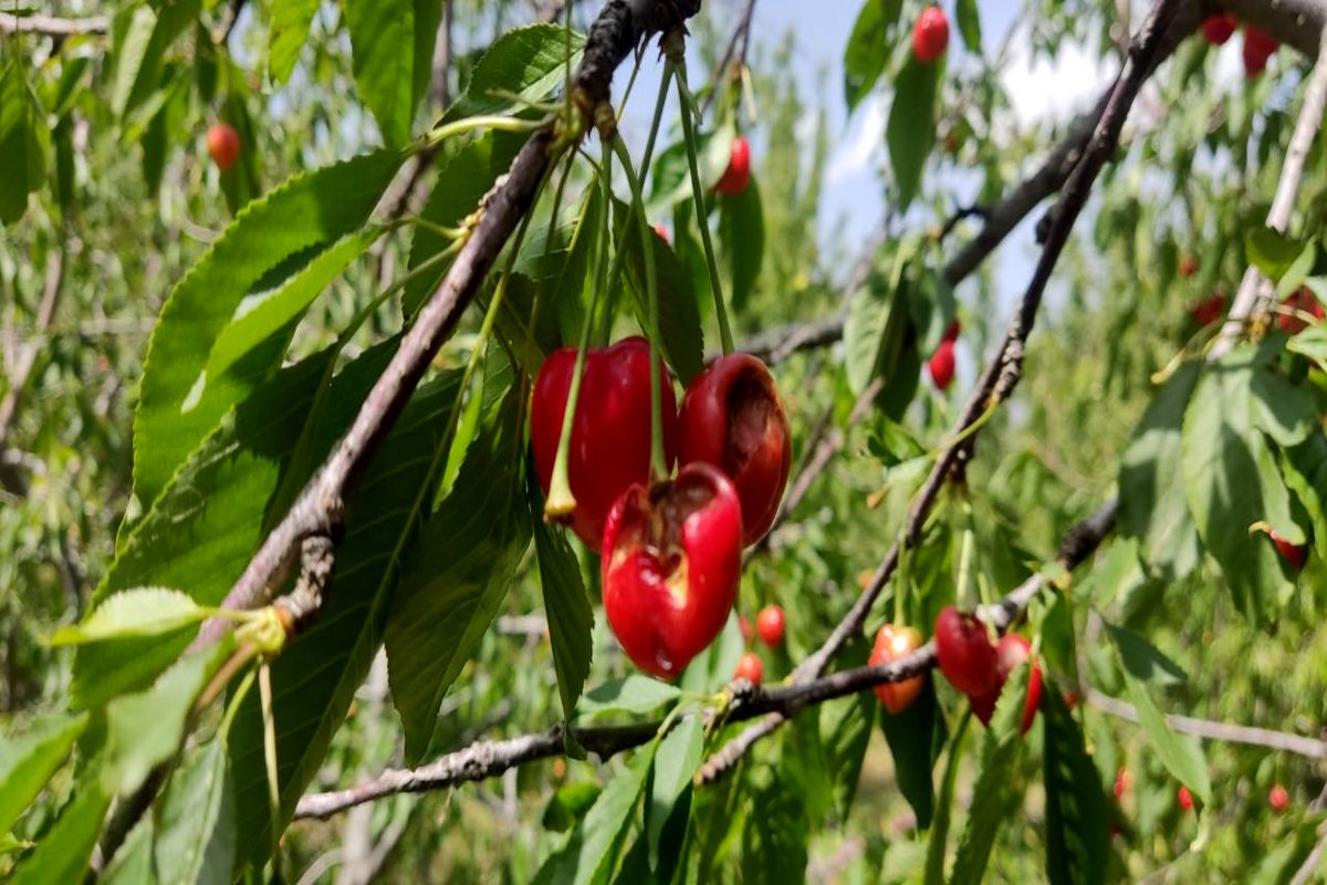  خسارت در باغات