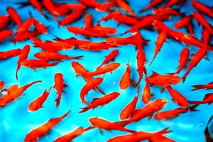 ماهی قرمز سالم ترین حیوان خانگی