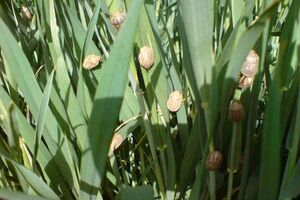 عملیات کنترل سن غلات در مزارع استان اصفهان
