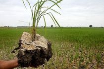 مجلس برای پرداخت سهم دولت به صندوق بیمه محصولات کشاورزی سازوکار تعریف کرد