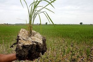 سایه کمرنگ بیمه بر زراعت گیلان/ تاکید استاندار گیلان بر افزایش سهم بیمه کشارزی استان