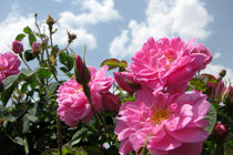 ۱۰ هکتار زمین آستان مقدس زیر کشت گل محمدی