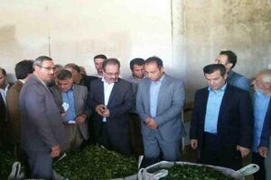 راه اندازی مجدد بزرگترین کارخانه چای دولتی پس از 15 سال