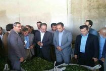 راه اندازی مجدد بزرگترین کارخانه چای دولتی پس از 15 سال