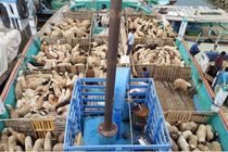 صادرات ۱۴ میلیون دلار دام و فرآورده‌های خام دامی به ۲۰ کشور جهان