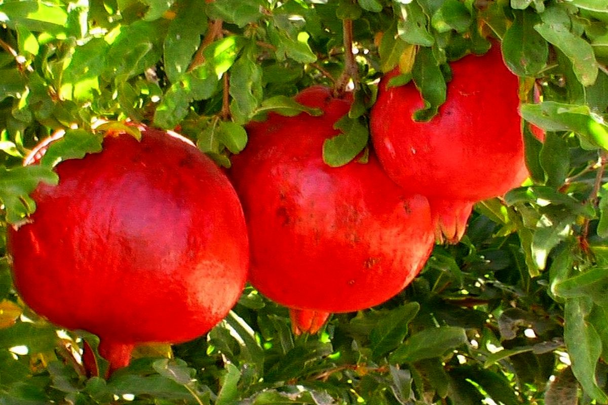 کاهش تولید انار در بجستان