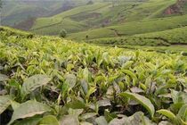 تسویه مطالبات چایکاران/بازگشت ذائقه مصرف کنندگان به چای ایرانی