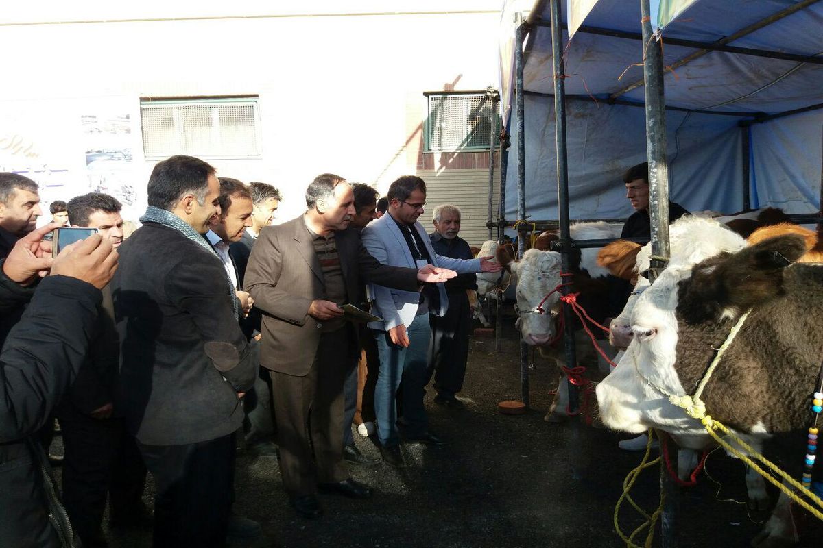 جشنواره گاوسیمینتال