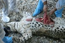 واکنش استاندار کهگیلویه و بویراحمد به مرگ یک «پلنگ» نادر ایرانی 