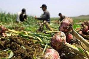 آغاز برداشت سیر در مزارع بشاگرد