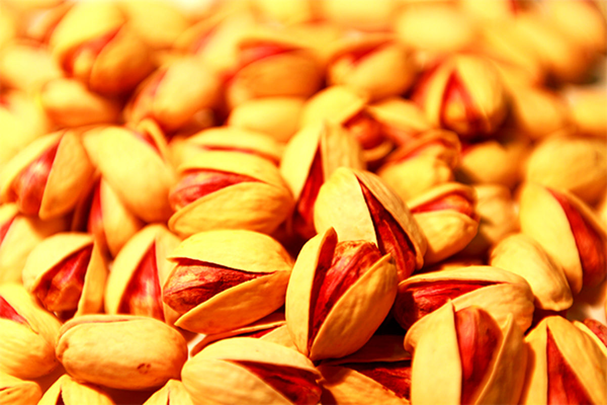 تولیدات پسته شهرستان تایباد