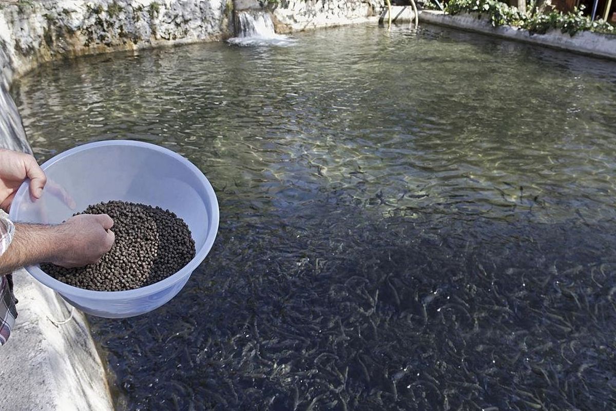 تغذیه آبزیان