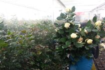 ۱.۷ میلیارد شاخه گل بریده تولید شد