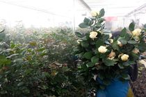 ۱.۷ میلیارد شاخه گل بریده تولید شد