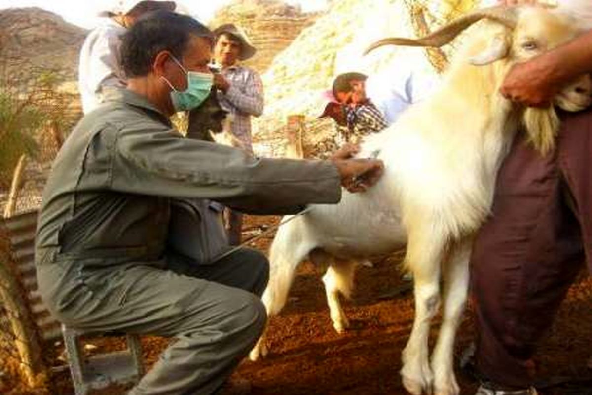  دام سبک روستاهای زلزله‌زده ثلاث باباجانی واکسیناسیون می‌شوند