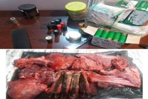 ۳ شکارچی غیرمجاز در قروه دستگیر شدند/ضبط لاشه یک رأس بز کوهی
