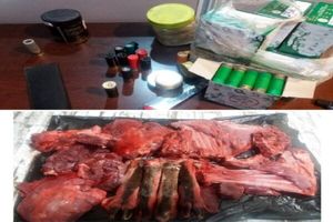 ۳ شکارچی غیرمجاز در قروه دستگیر شدند/ضبط لاشه یک رأس بز کوهی