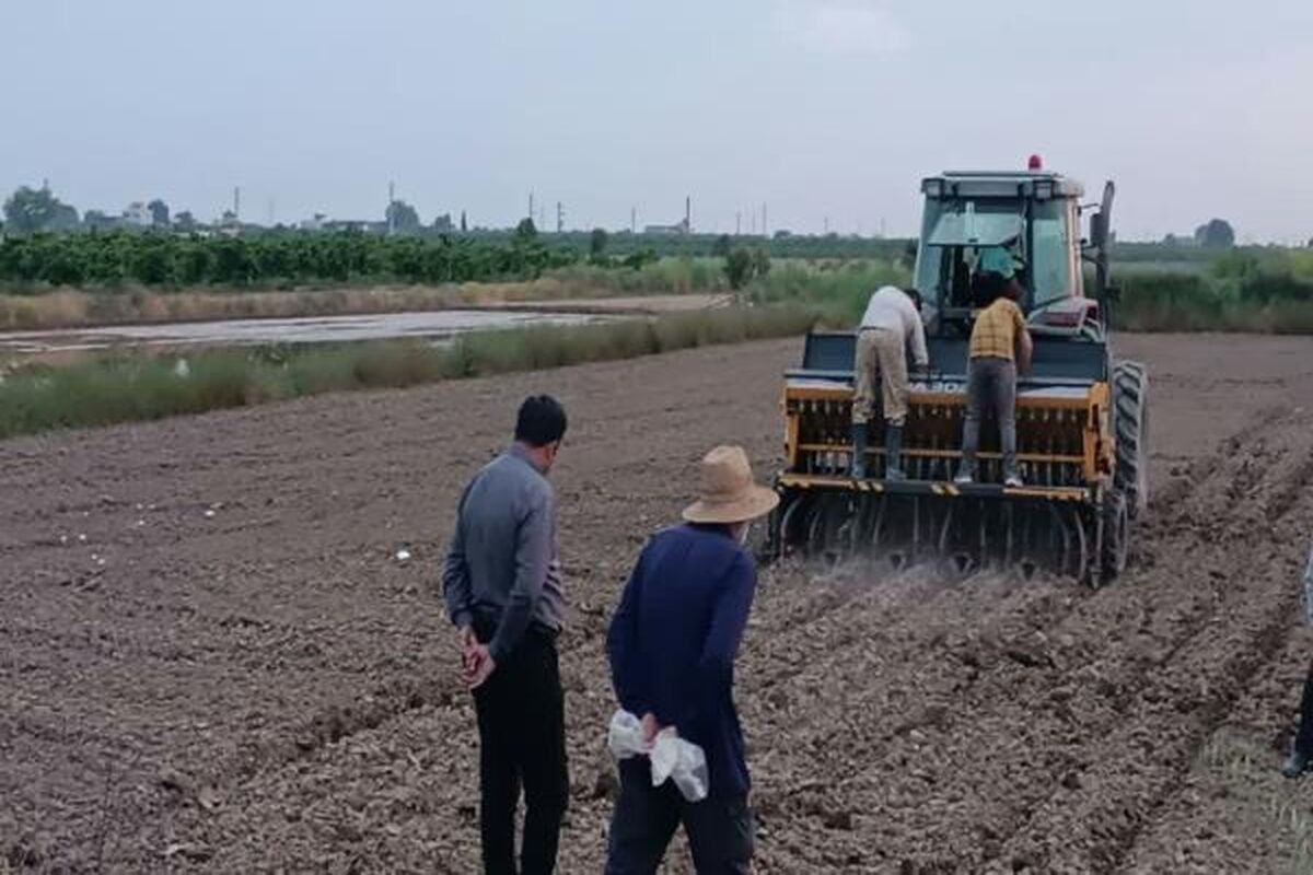 کشت بدون آب برنج