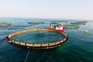 هرمزگان رتبه نخست پرورش ماهی را در کشور دارد
