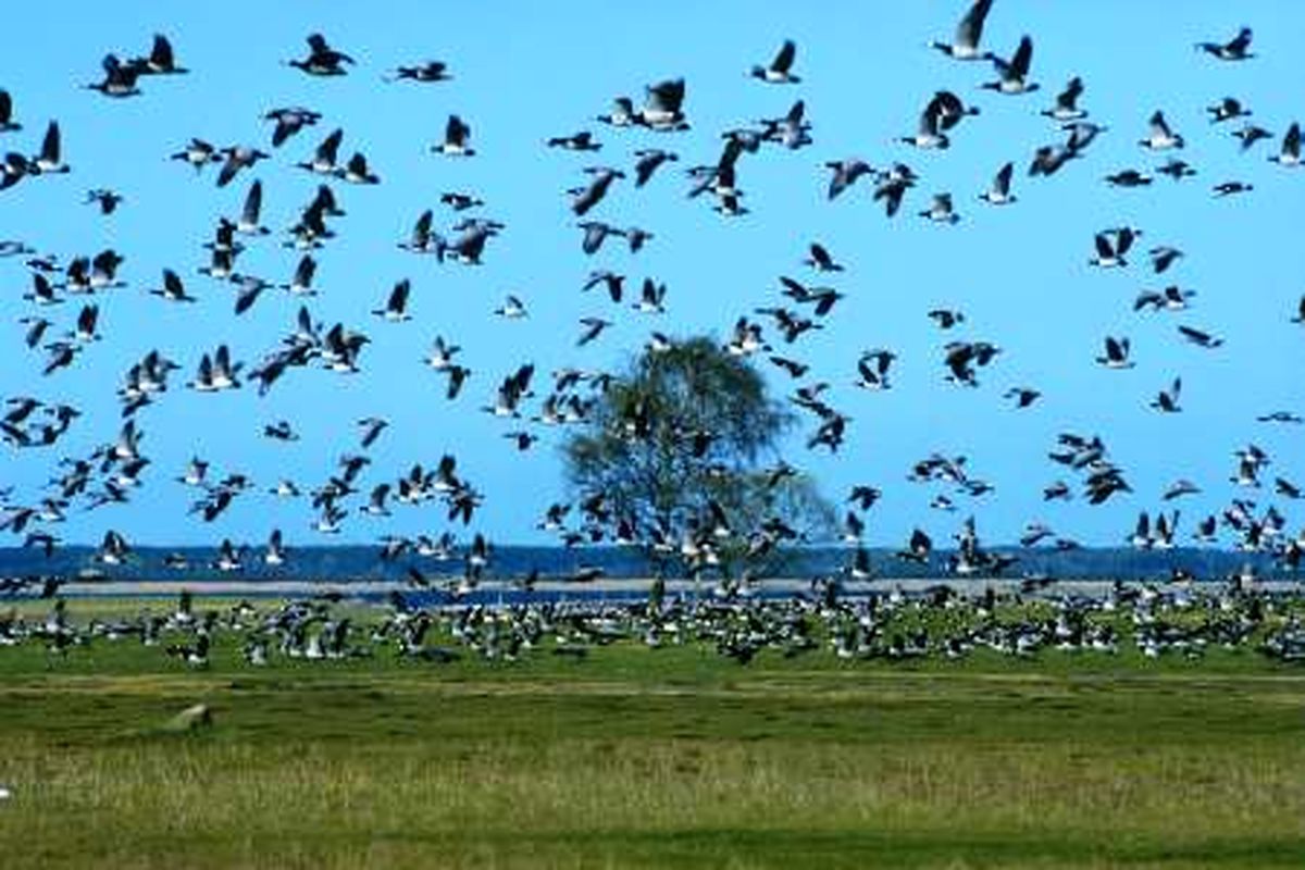 پرندگان مهاجر مازندران
