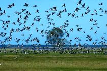 پرندگان مهاجر از جویبار به سیبری رفتند