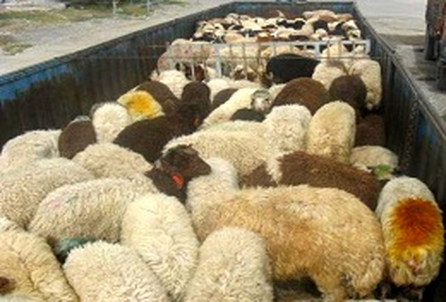 انهدام باند سارقان احشام در نجف آباد / کشف 30 راس دام مسروقه