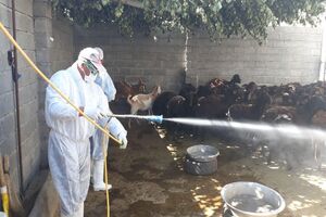 سم‌پاشی۶ شهرستان خراسان رضوی برعلیه تب کریمه کنگو