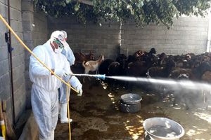 انتقال تب کریمه کنگو در اردیبهشت و خرداد ماه اوضاع خطرناکتری خواهد داشت