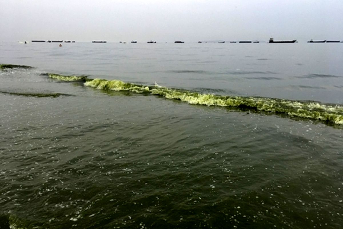 جلبک دریایا