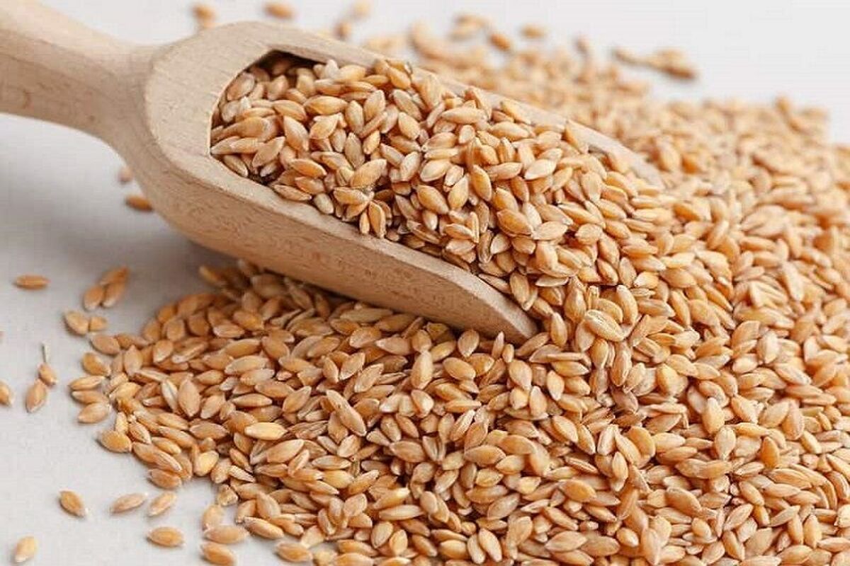 خرید تضمینی جو