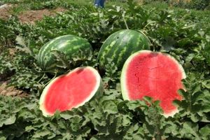 برداشت هندوانه از ۱۲ هکتار مزارع آران و و بیدگل