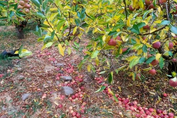 منع صادرات سیب به کشاورز آسیب می‌زند