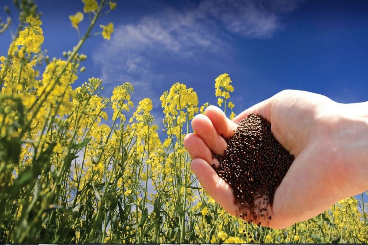 دانه کلزا