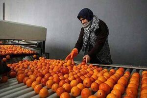 صدور 8 فقره مجوز صنایع تبدیلی کشاورزی در قائم‌شهر
