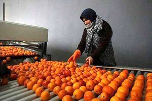 صدور 8 فقره مجوز صنایع تبدیلی کشاورزی در قائم‌شهر