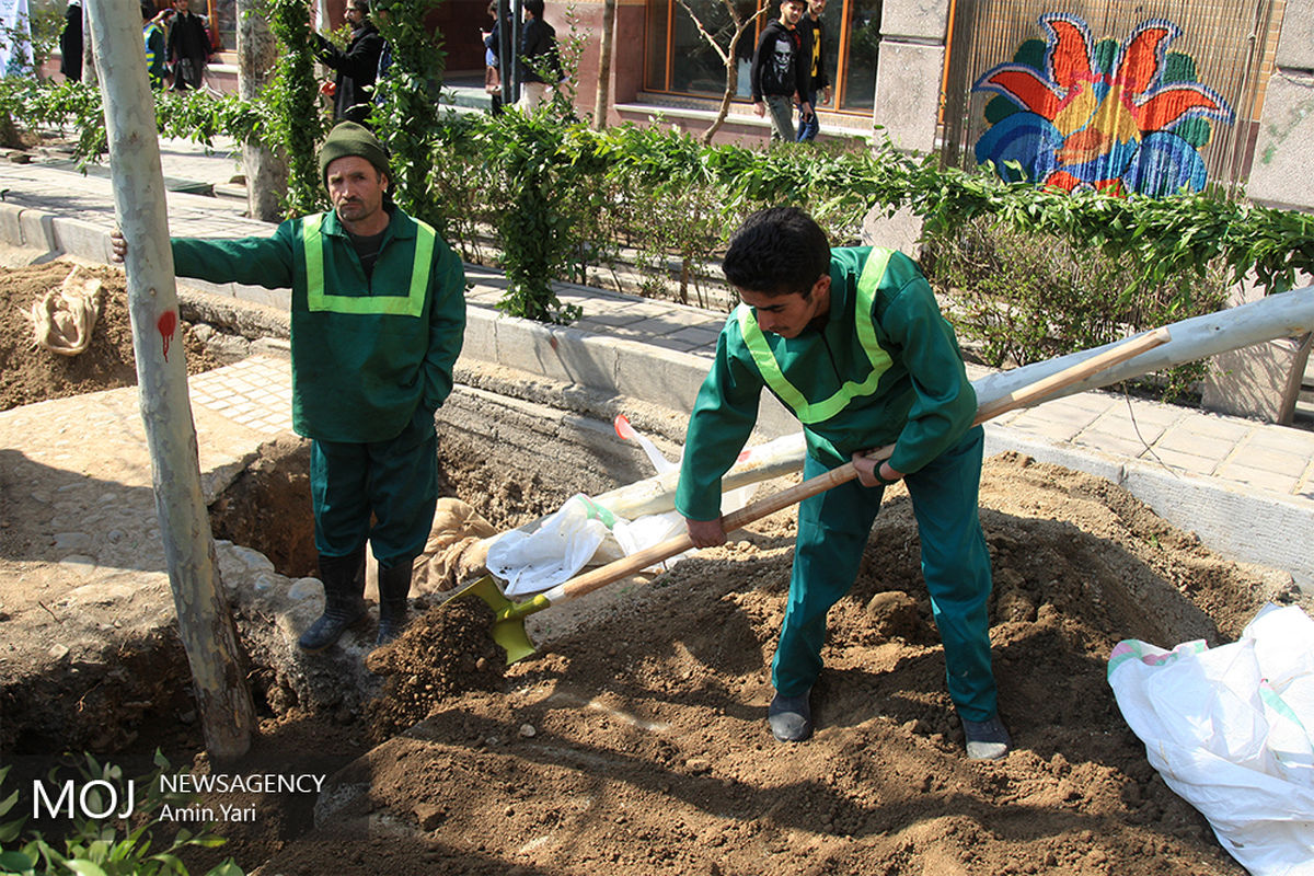احیای درختان خیابان ولیعصر (عج)