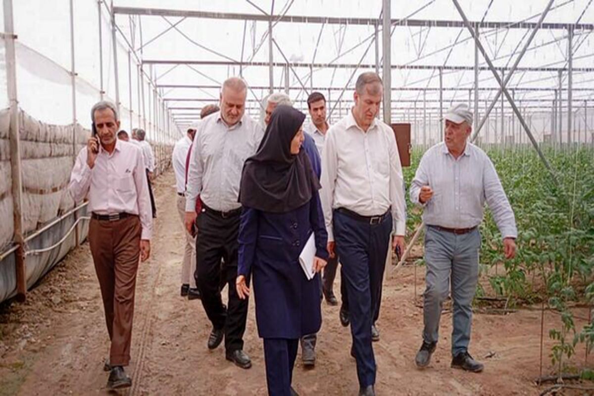 بازدید معاون وزیر جهاد کشاورزی از گلخانه های حاجی آباد