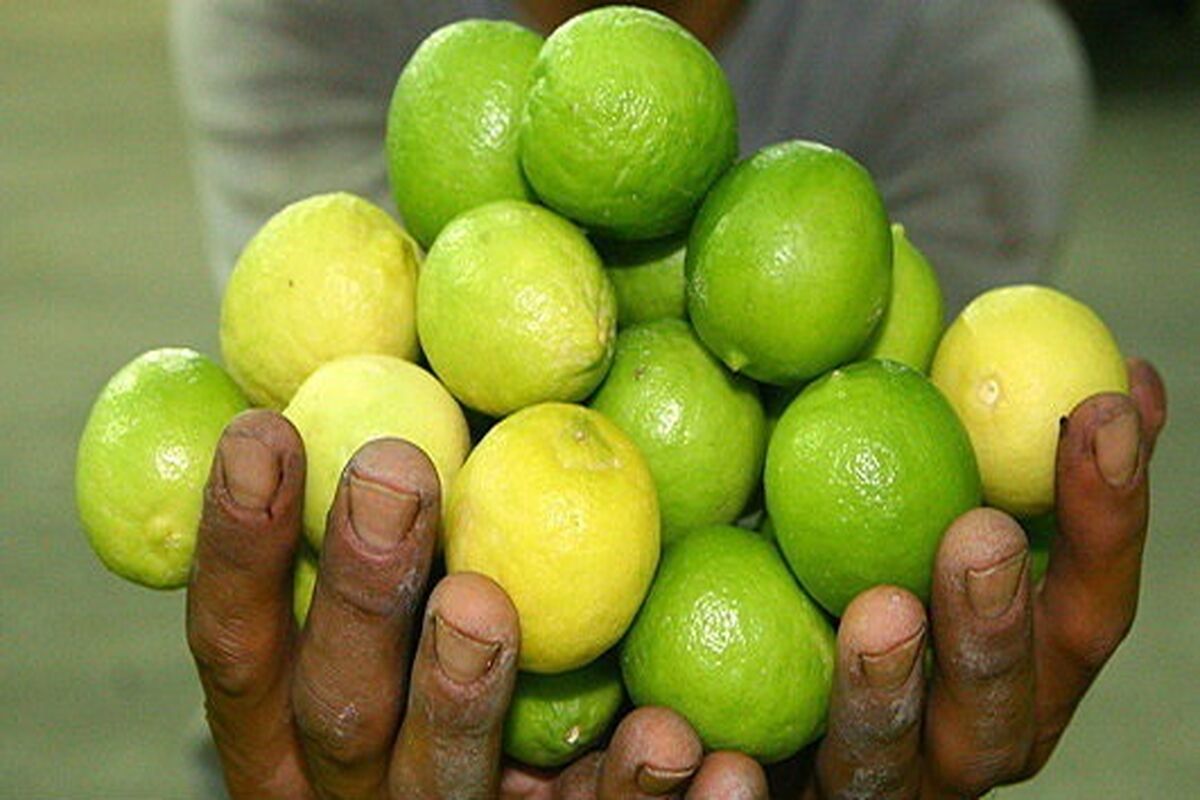 لیمو ترش